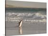 Gentoo Penguin Falkland Islands.-Martin Zwick-Stretched Canvas