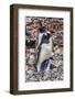 Gentoo Penguin family and chick, Yankee Harbor, Greenwich Island, Antarctica.-William Perry-Framed Photographic Print