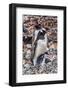 Gentoo Penguin family and chick, Yankee Harbor, Greenwich Island, Antarctica.-William Perry-Framed Photographic Print