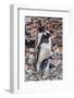 Gentoo Penguin family and chick, Yankee Harbor, Greenwich Island, Antarctica.-William Perry-Framed Photographic Print