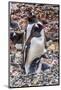 Gentoo Penguin family and chick, Yankee Harbor, Greenwich Island, Antarctica.-William Perry-Mounted Photographic Print