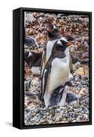 Gentoo Penguin family and chick, Yankee Harbor, Greenwich Island, Antarctica.-William Perry-Framed Stretched Canvas