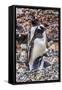 Gentoo Penguin family and chick, Yankee Harbor, Greenwich Island, Antarctica.-William Perry-Framed Stretched Canvas