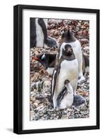 Gentoo Penguin family and chick, Yankee Harbor, Greenwich Island, Antarctica.-William Perry-Framed Photographic Print