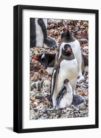 Gentoo Penguin family and chick, Yankee Harbor, Greenwich Island, Antarctica.-William Perry-Framed Photographic Print