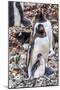 Gentoo Penguin family and chick, Yankee Harbor, Greenwich Island, Antarctica.-William Perry-Mounted Photographic Print