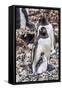 Gentoo Penguin family and chick, Yankee Harbor, Greenwich Island, Antarctica.-William Perry-Framed Stretched Canvas