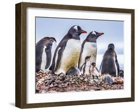 Gentoo Penguin family and chicks, Yankee Harbor, Greenwich Island, Antarctica.-William Perry-Framed Photographic Print