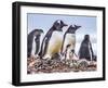 Gentoo Penguin family and chicks, Yankee Harbor, Greenwich Island, Antarctica.-William Perry-Framed Photographic Print