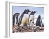 Gentoo Penguin family and chicks, Yankee Harbor, Greenwich Island, Antarctica.-William Perry-Framed Photographic Print