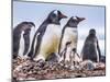 Gentoo Penguin family and chicks, Yankee Harbor, Greenwich Island, Antarctica.-William Perry-Mounted Photographic Print