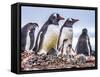 Gentoo Penguin family and chicks, Yankee Harbor, Greenwich Island, Antarctica.-William Perry-Framed Stretched Canvas