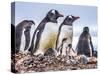 Gentoo Penguin family and chicks, Yankee Harbor, Greenwich Island, Antarctica.-William Perry-Stretched Canvas