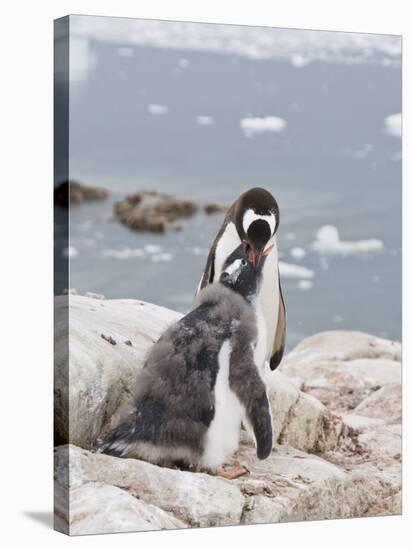 Gentoo Penguin Feeding Chick, Neko Harbour, Antarctic Peninsula, Antarctica, Polar Regions-Robert Harding-Stretched Canvas