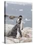 Gentoo Penguin Feeding Chick, Neko Harbour, Antarctic Peninsula, Antarctica, Polar Regions-Robert Harding-Stretched Canvas