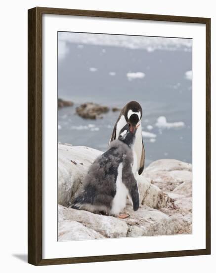 Gentoo Penguin Feeding Chick, Neko Harbour, Antarctic Peninsula, Antarctica, Polar Regions-Robert Harding-Framed Photographic Print