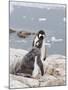 Gentoo Penguin Feeding Chick, Neko Harbour, Antarctic Peninsula, Antarctica, Polar Regions-Robert Harding-Mounted Photographic Print