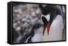 Gentoo Penguin Feeding Chick-DLILLC-Framed Stretched Canvas