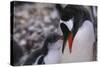 Gentoo Penguin Feeding Chick-DLILLC-Stretched Canvas
