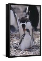 Gentoo Penguin Feeding Chick-DLILLC-Framed Stretched Canvas