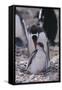 Gentoo Penguin Feeding Chick-DLILLC-Framed Stretched Canvas