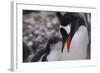 Gentoo Penguin Feeding Chick-DLILLC-Framed Photographic Print