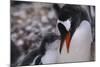 Gentoo Penguin Feeding Chick-DLILLC-Mounted Photographic Print