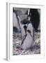 Gentoo Penguin Feeding Chick-DLILLC-Framed Photographic Print