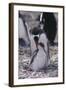 Gentoo Penguin Feeding Chick-DLILLC-Framed Photographic Print