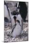 Gentoo Penguin Feeding Chick-DLILLC-Mounted Photographic Print