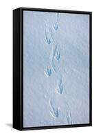 Gentoo Penguin Footprints on Anvers Island, Antarctica-Paul Souders-Framed Stretched Canvas