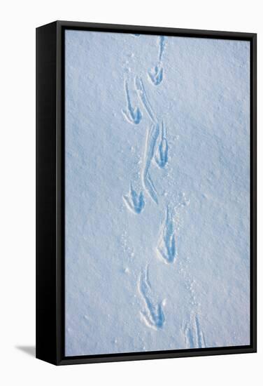 Gentoo Penguin Footprints on Anvers Island, Antarctica-Paul Souders-Framed Stretched Canvas