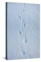 Gentoo Penguin Footprints on Anvers Island, Antarctica-Paul Souders-Stretched Canvas