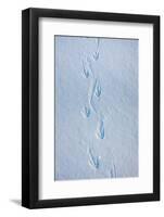 Gentoo Penguin Footprints on Anvers Island, Antarctica-Paul Souders-Framed Photographic Print