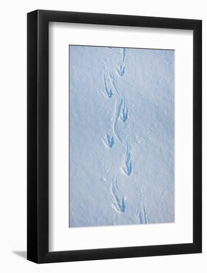 Gentoo Penguin Footprints on Anvers Island, Antarctica-Paul Souders-Framed Photographic Print