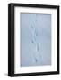 Gentoo Penguin Footprints on Anvers Island, Antarctica-Paul Souders-Framed Photographic Print