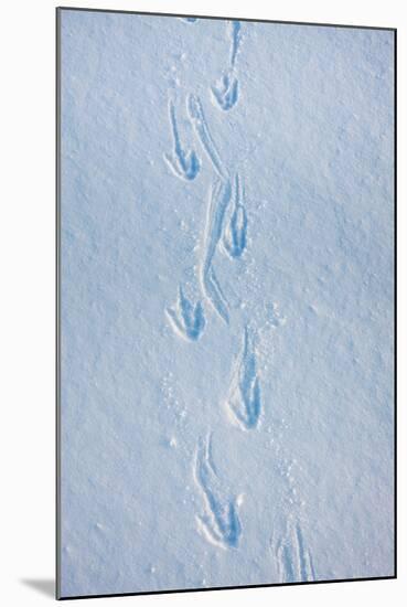 Gentoo Penguin Footprints on Anvers Island, Antarctica-Paul Souders-Mounted Photographic Print