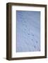 Gentoo Penguin Footprints on Anvers Island, Antarctica-Paul Souders-Framed Photographic Print