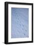 Gentoo Penguin Footprints on Anvers Island, Antarctica-Paul Souders-Framed Photographic Print