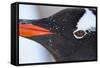 Gentoo Penguin in Antarctica-Paul Souders-Framed Stretched Canvas