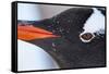 Gentoo Penguin in Antarctica-Paul Souders-Framed Stretched Canvas