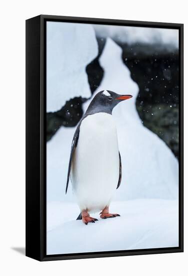 Gentoo Penguin in Antarctica-Paul Souders-Framed Stretched Canvas