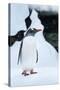 Gentoo Penguin in Antarctica-Paul Souders-Stretched Canvas