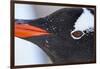 Gentoo Penguin in Antarctica-Paul Souders-Framed Photographic Print