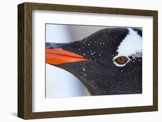 Gentoo Penguin in Antarctica-Paul Souders-Framed Photographic Print