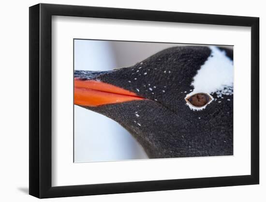 Gentoo Penguin in Antarctica-Paul Souders-Framed Photographic Print