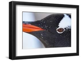 Gentoo Penguin in Antarctica-Paul Souders-Framed Photographic Print