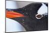 Gentoo Penguin in Antarctica-Paul Souders-Mounted Photographic Print