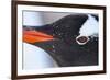 Gentoo Penguin in Antarctica-Paul Souders-Framed Photographic Print