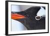 Gentoo Penguin in Antarctica-Paul Souders-Framed Photographic Print